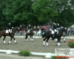 dressage horse Pharo H (Westphalian, 1999, from Pavarotti van de Helle)