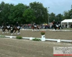 dressage horse Bijou 367 (Westphalian, 2004, from Belissimo NRW)