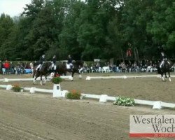 dressage horse Rabalder (Westphalian, 2002, from Rockwell)