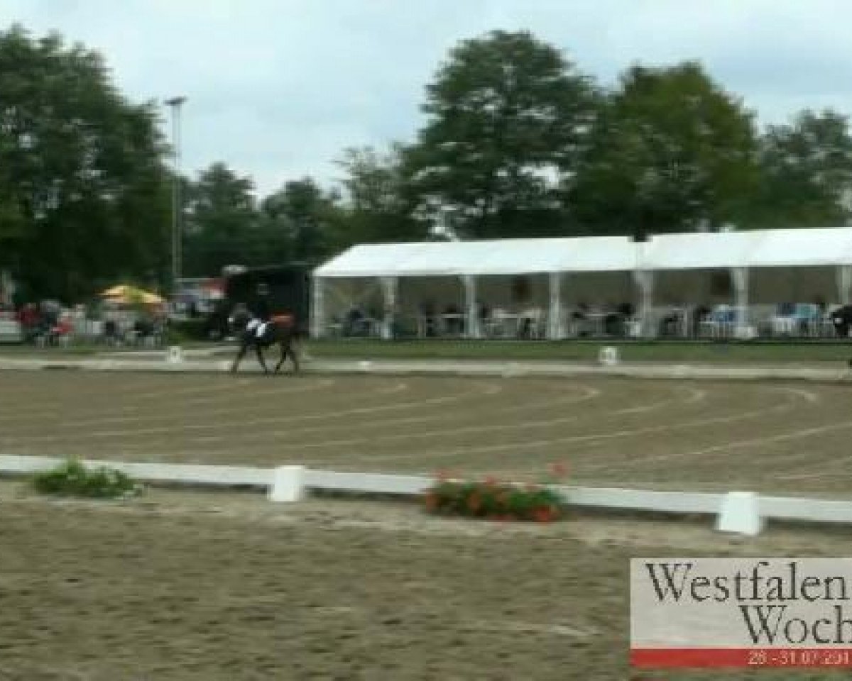 dressage horse Robin Hood 265 (German Riding Pony, 2007, from Renoir)