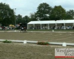 dressage horse Robin Hood 265 (Deutsches Reitpony, 2007, from Renoir)