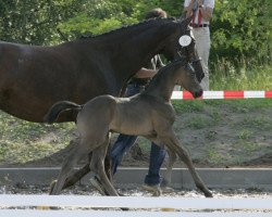 dressage horse Sullivan 71 (Oldenburg, 2009, from San Amour I)