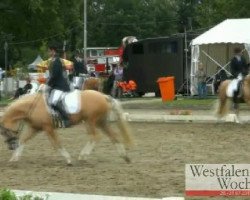 broodmare Golden Dreamgirl 2 (German Riding Pony, 2007, from HET Golden Dream)