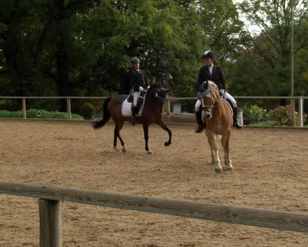 Reitturnier Diessen 2022