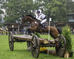 jumper Gustav Be (Hanoverian, 2014, from Graf Top)