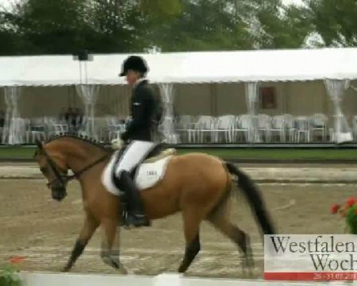Zuchtstute Darling Deleila AT (Deutsches Reitpony, 2008, von Dance Star AT NRW)