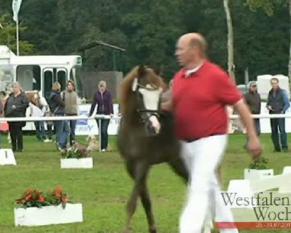 broodmare Lady von Esbeck (Shetland Pony, 2008, from Dauphin)