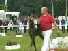 broodmare Lady von Esbeck (Shetland Pony, 2008, from Dauphin)