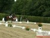 dressage horse Dacarlo (Westphalian, 2002, from Dimension)