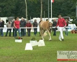 dressage horse Nevita (Westphalian, 2008, from Nevio)