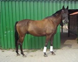 dressage horse Real Classic Romeo (Hanoverian, 2001, from Rohdiamant)