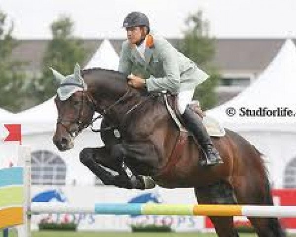 stallion Montendro (Westphalian, 2002, from Montender)