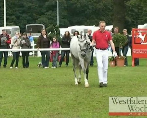 broodmare Die feine Victoria (German Riding Pony, 2008, from Der feine Lord AT)