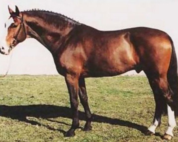 stallion Great Pleasure (Dutch Warmblood, 1992, from Grannus)