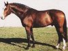 stallion Great Pleasure (KWPN (Royal Dutch Sporthorse), 1992, from Grannus)
