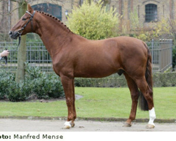 horse Grasco (Oldenburg, 1990, from Grannus)
