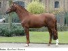 stallion Grasco (Oldenburg, 1990, from Grannus)