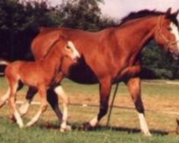 broodmare Granny (Hanoverian, 1993, from Grannus)