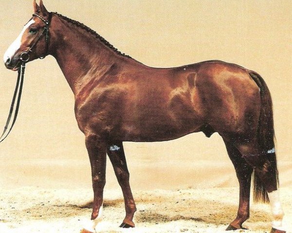 stallion Grannus Ass (Hanoverian, 1989, from Grannus)
