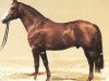 stallion Grannus Ass (Hanoverian, 1989, from Grannus)