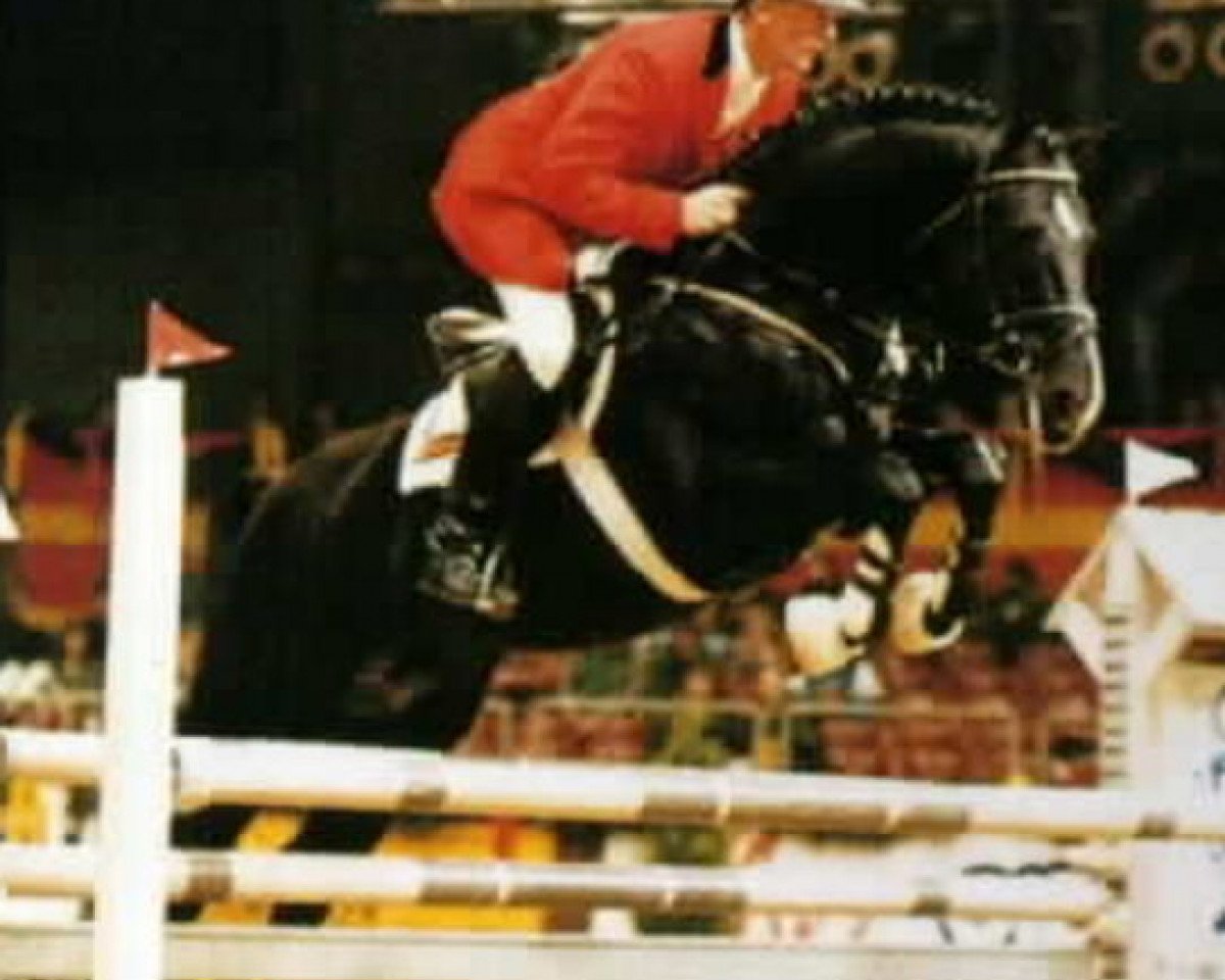 Deckhengst Grannox (Westfale, 1990, von Grannus)