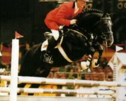 stallion Grannox (Westphalian, 1990, from Grannus)