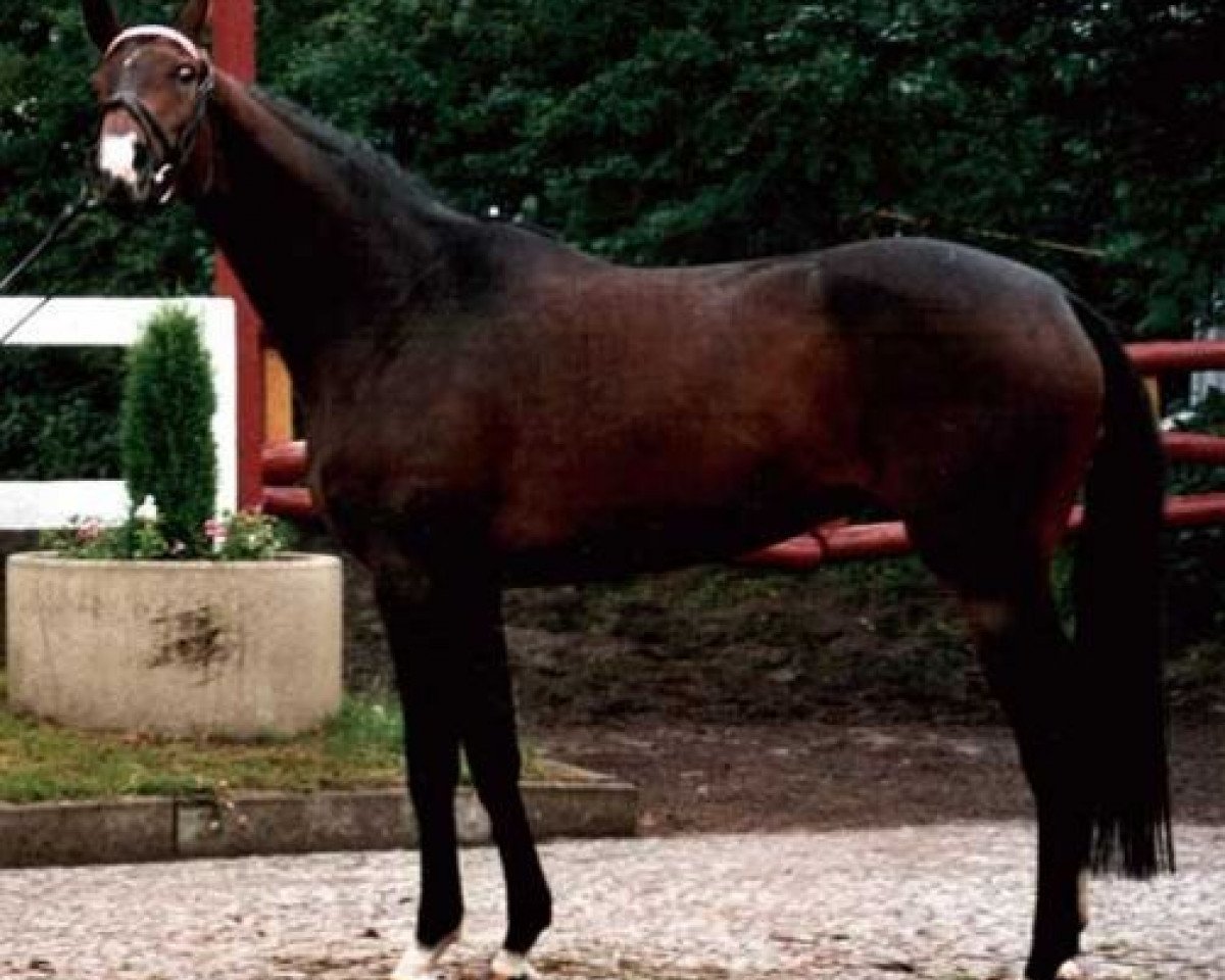 Zuchtstute Grannina (Hannoveraner, 1990, von Grannus)