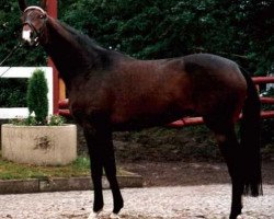 broodmare Grannina (Hanoverian, 1990, from Grannus)