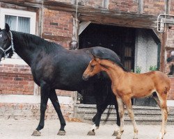 broodmare Granne (Hanoverian, 1992, from Grannus)