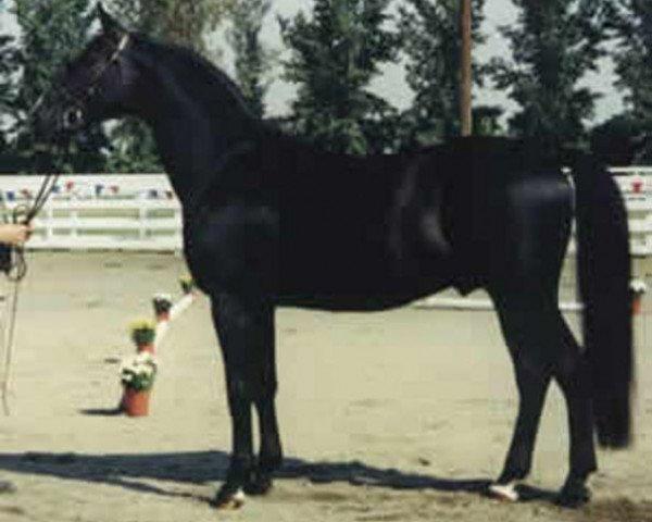stallion Grandus (Hanoverian, 1989, from Grannus)