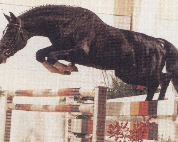 stallion Grandero (Hanoverian, 1987, from Grannus)