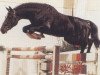 stallion Grandero (Hanoverian, 1987, from Grannus)