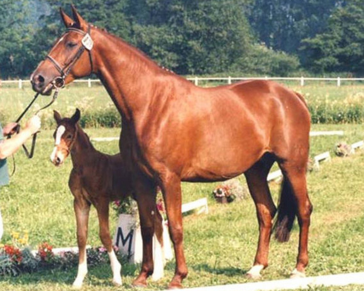 broodmare Granada (Hanoverian, 1988, from Grannus)