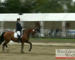 dressage horse Medistar (Westphalian, 2001, from Medici)