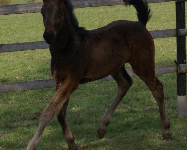 dressage horse San Rubin BF (Oldenburg, 2008, from Sandro Hit)