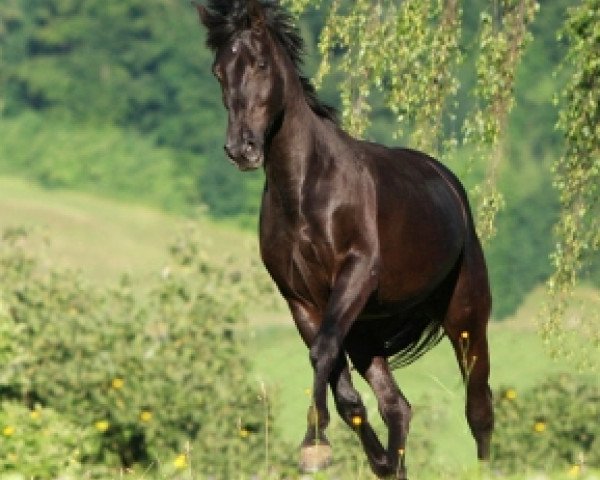 dressage horse Romance (Oldenburg,  , from Regazzoni)