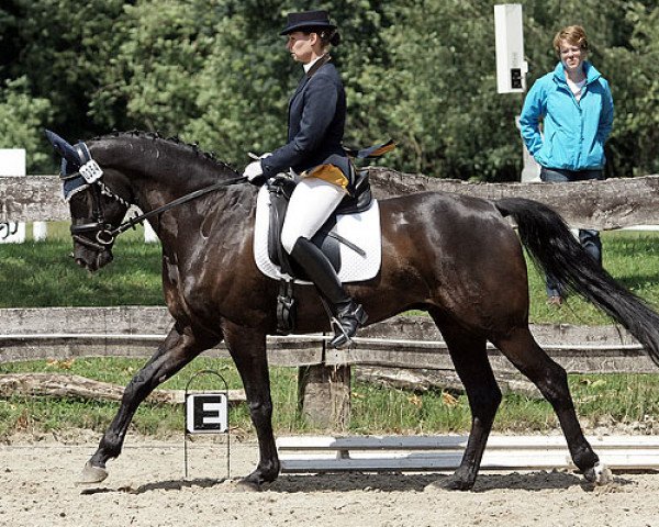 dressage horse Werom (Westphalian, 2003, from Westlite)
