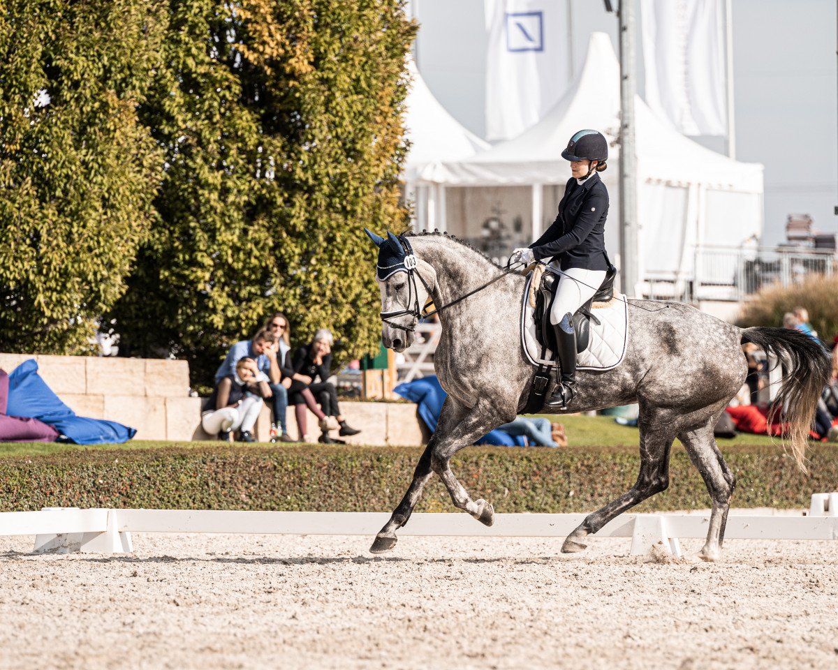 dressage horse Bergelmir (Rhinelander, 2016, from Belantis)