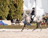 dressage horse Bergelmir (Rhinelander, 2016, from Belantis)