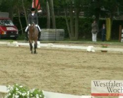 dressage horse Don Brillant (German Riding Pony, 2005, from Diamond Boy)