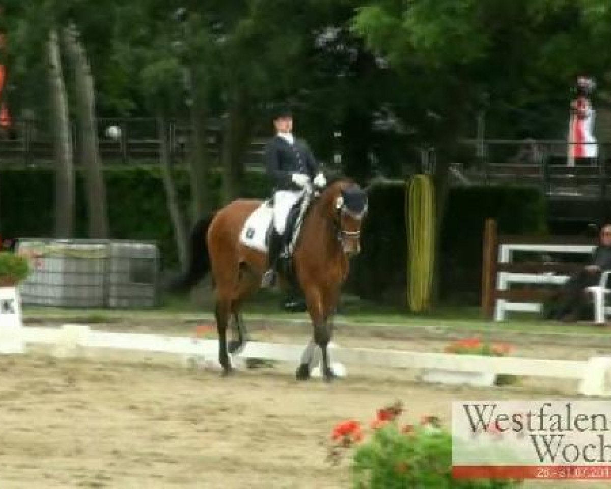Zuchtstute Ubertina 2 (KWPN (Niederländisches Warmblut), 2001, von Ahorn)