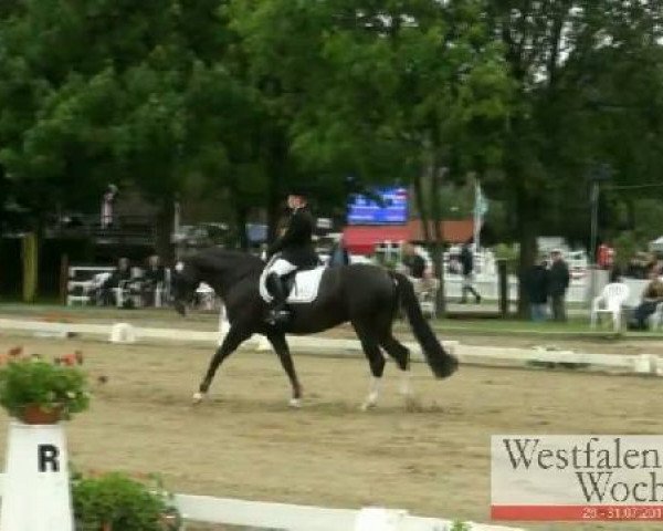 dressage horse Diamond Rose (Hanoverian, 2004, from Diamond Hit)