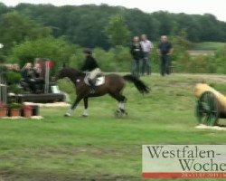 jumper Valmalou (Holsteiner, 2005, from Jayadeva de Mackinac AA)