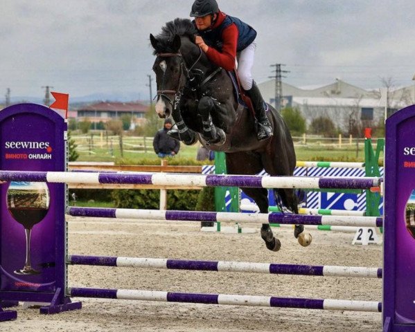 jumper Valargo (Bulgarian Warmblood, 2013)