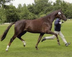 broodmare Clara (Oldenburg, 2002, from Donnerschwee)