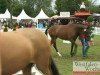 broodmare Daydream Ballerina (German Riding Pony, 2008, from Dance Star AT)