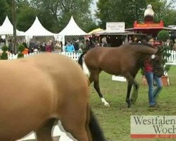 Dressurpferd Daydream Ballerina (Deutsches Reitpony, 2008, von Dance Star AT)