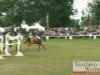 jumper Westwind 182 (Hanoverian, 2001, from Weltmeyer)