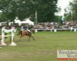 jumper Westwind 182 (Hanoverian, 2001, from Weltmeyer)