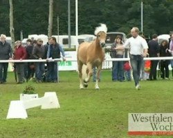 broodmare Stine (Westphalian, 2008, from Sterntaenzer)